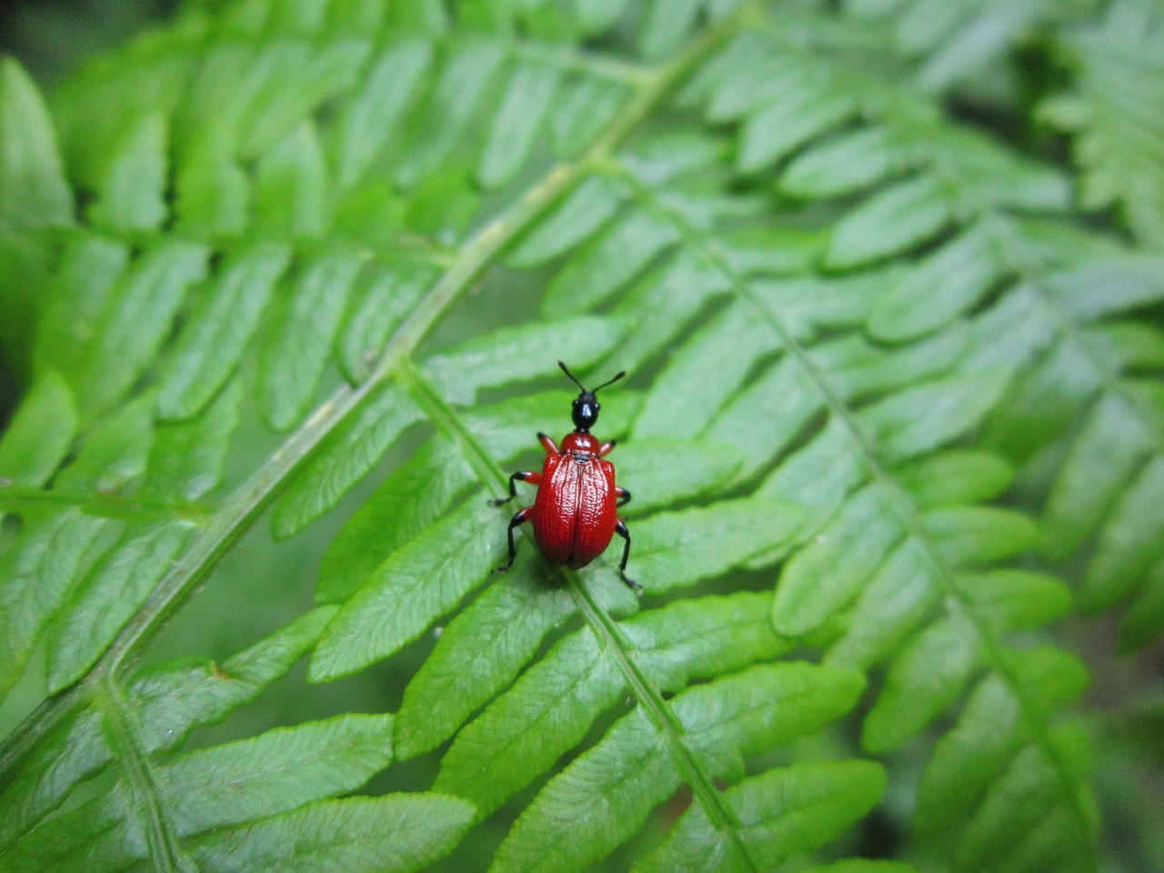 apoderus coryli  bug  beetle free photo