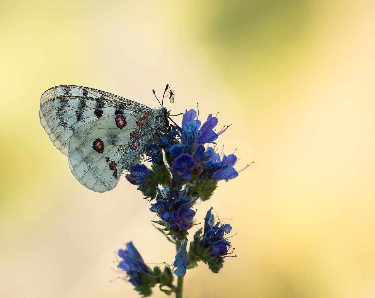 apollo butterfly apollofalter free photo