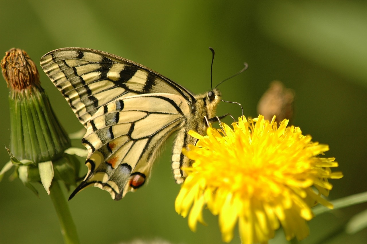 appalachian tiger butterfly insects free photo