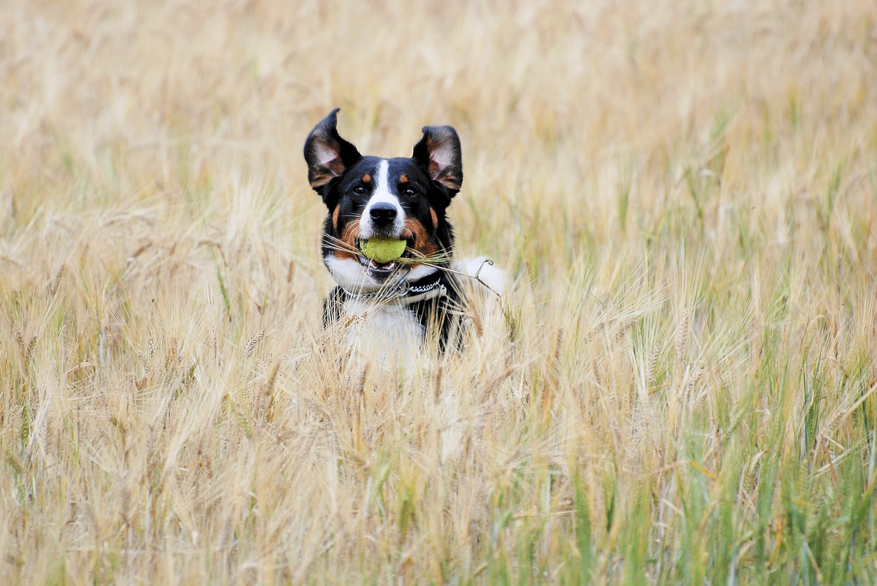 appenzell ball cornfield free photo