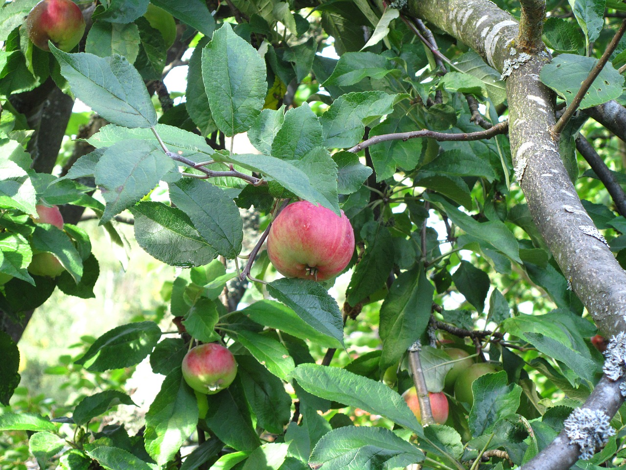 apple foliage autumn free photo