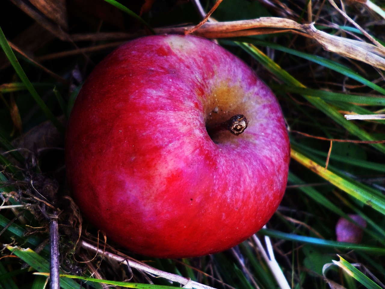 apple red nature free photo