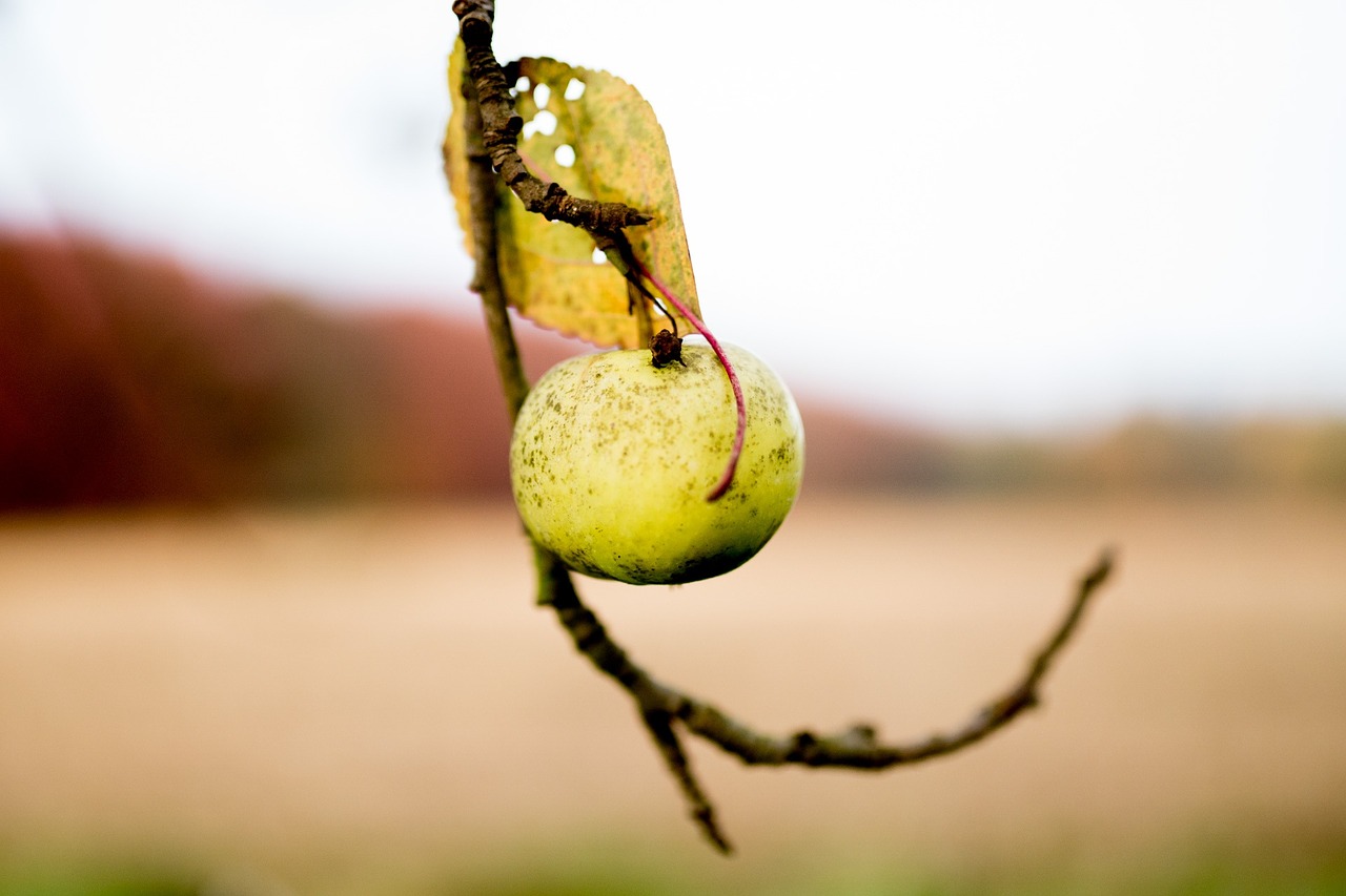 apple autumn field free photo