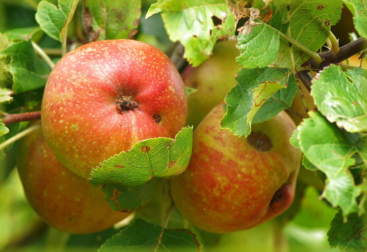 apple fruit apple tree free photo