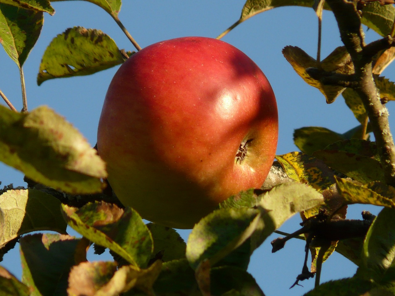 apple fruit apple tree free photo