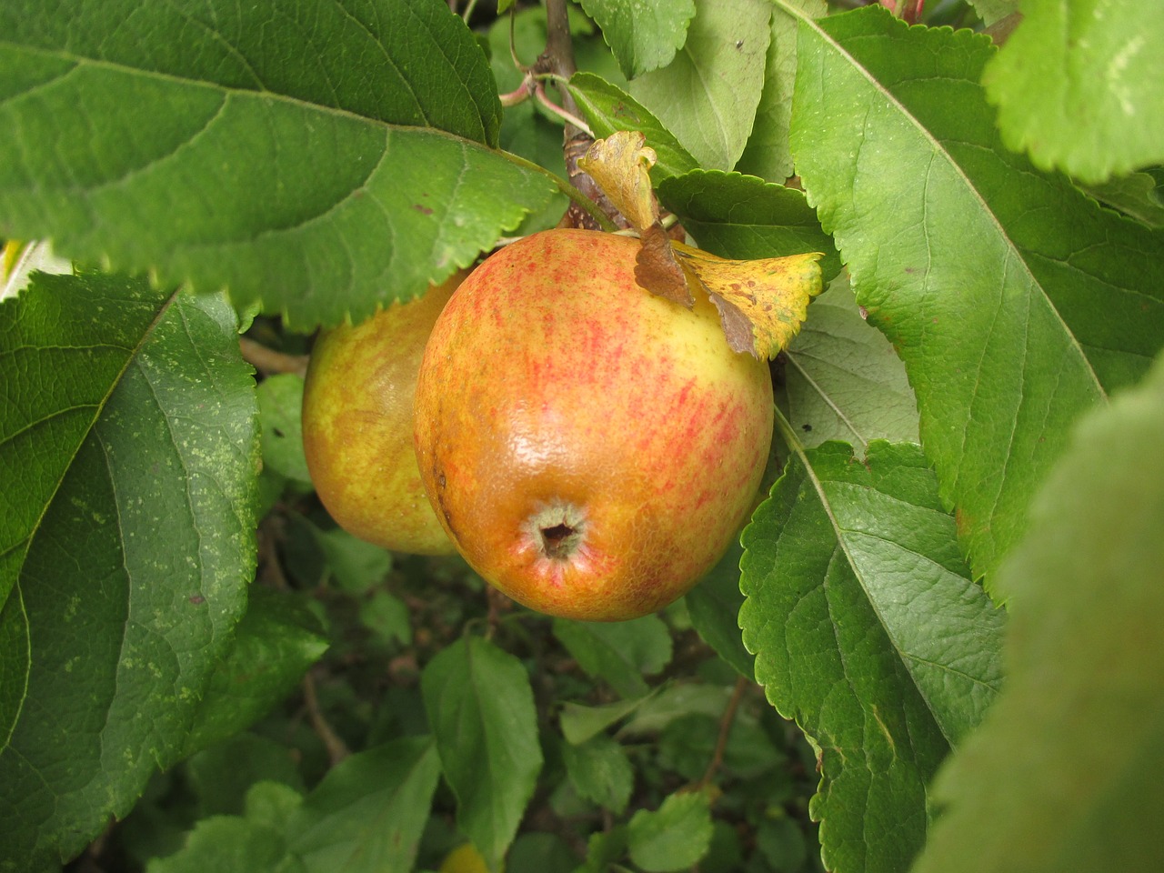 apple tree fruit free photo