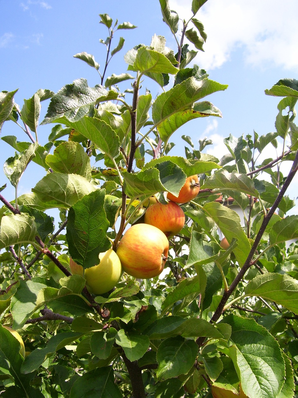 apple apple tree tree free photo