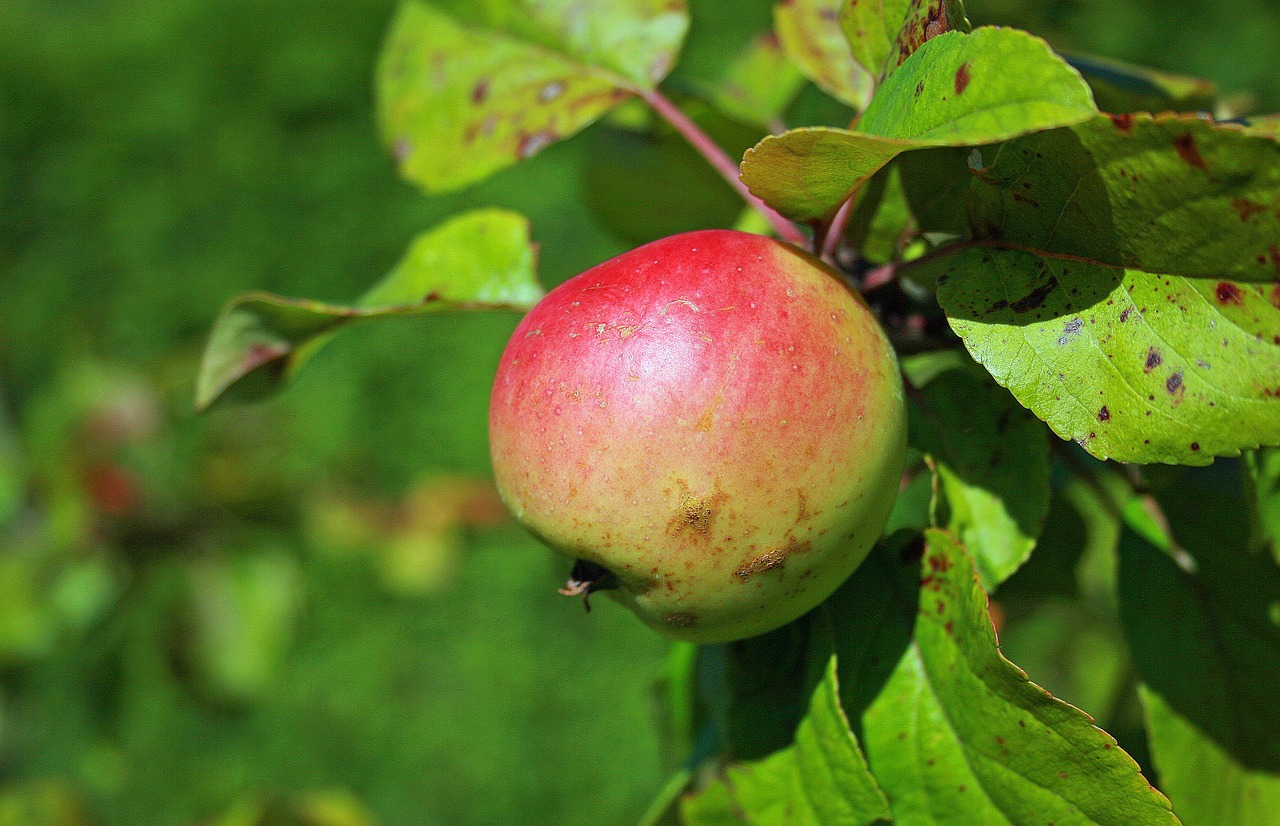 apple autumn harvest free photo