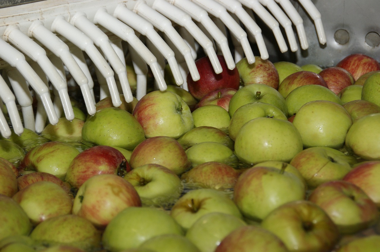 apple fruit fruits free photo