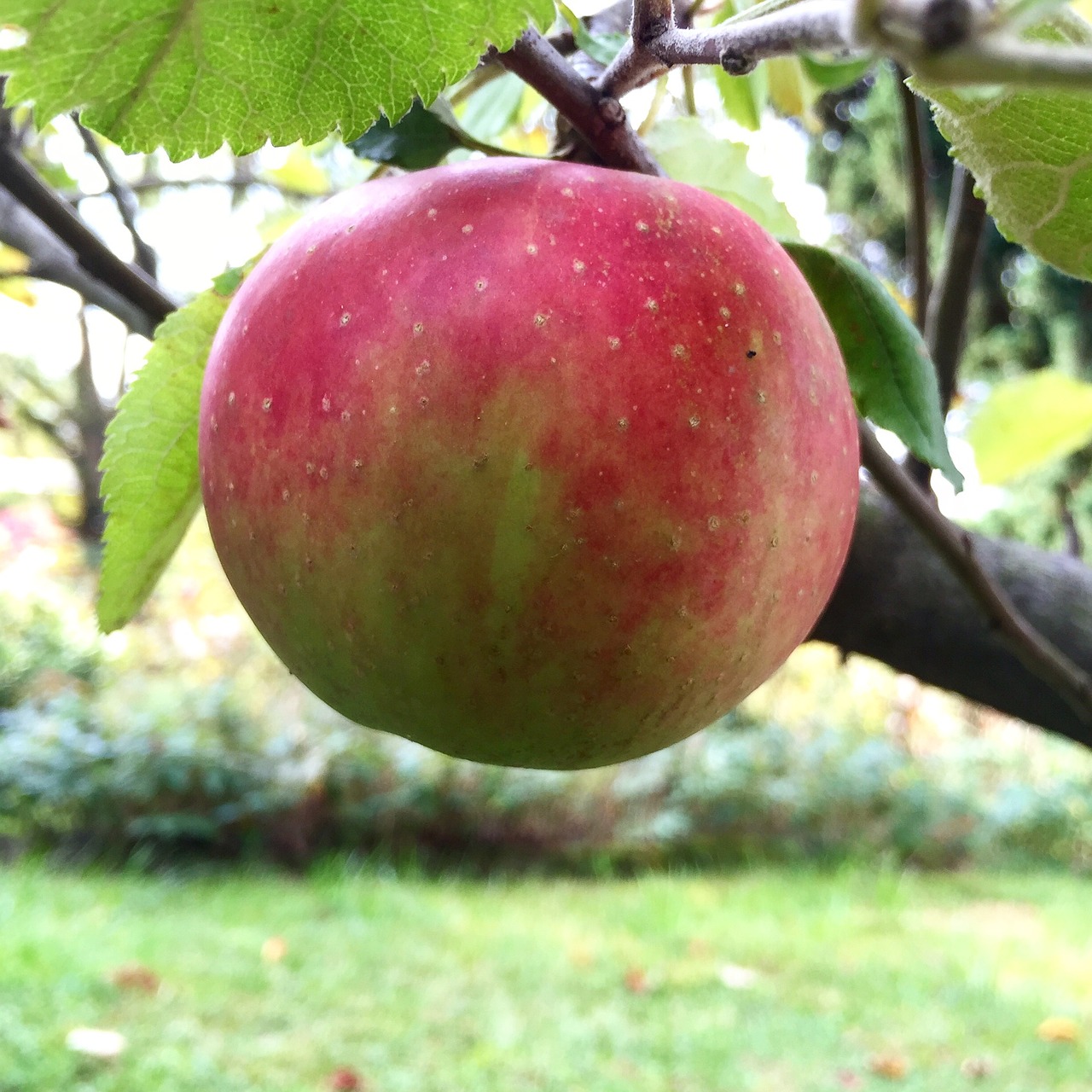 apple tree delicious free photo