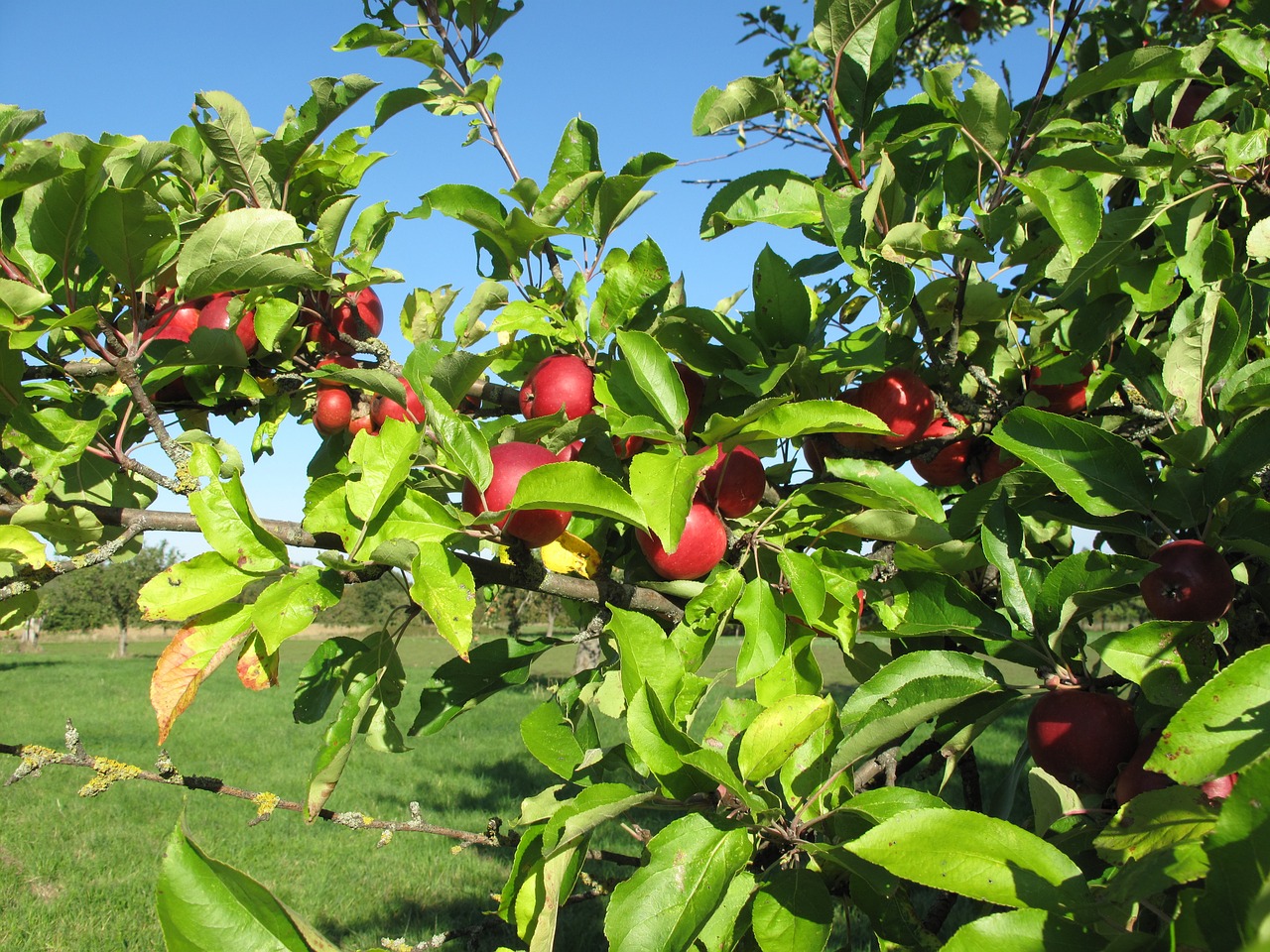 apple september blue sky free photo