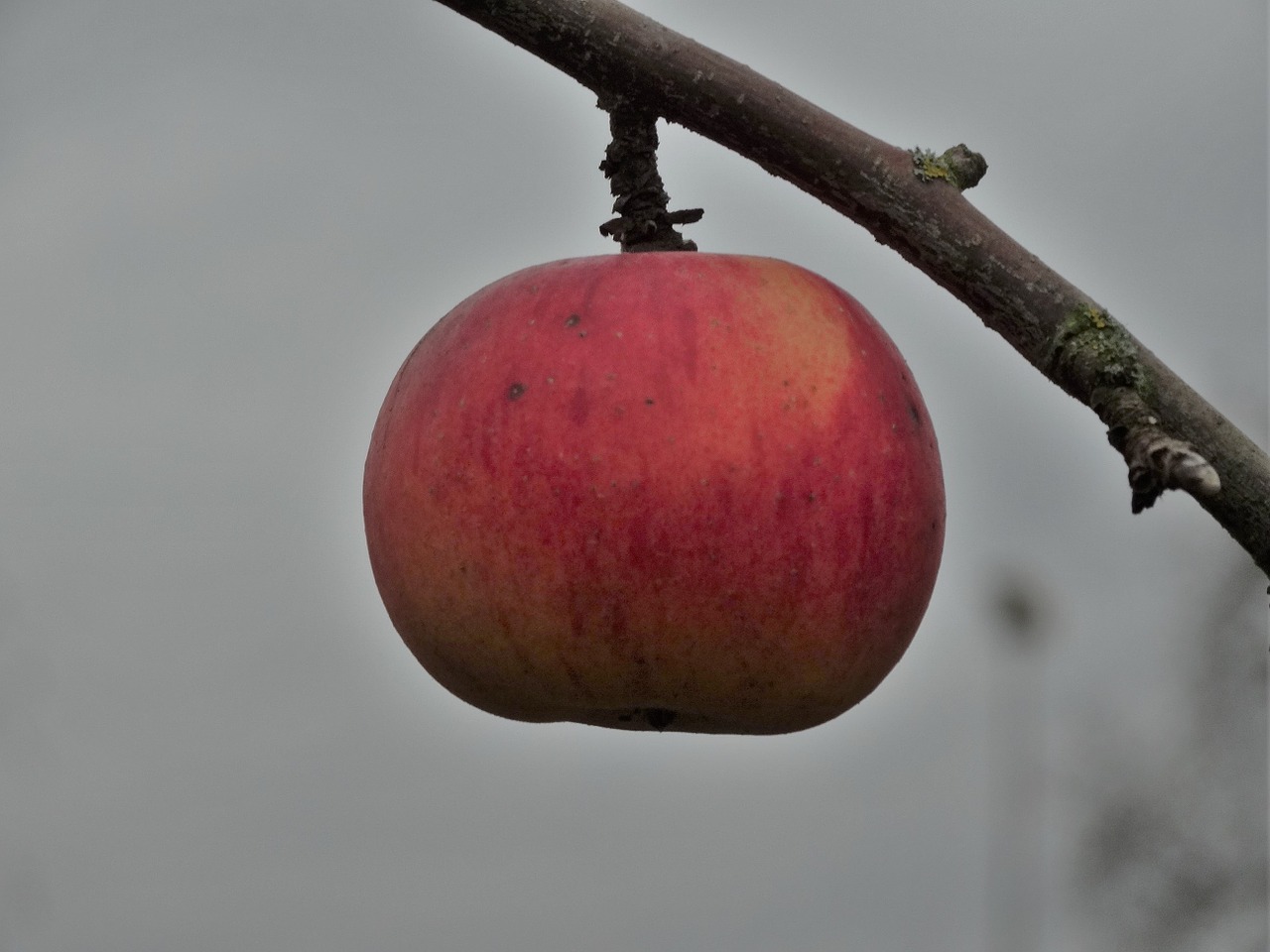 apple ripe fruit free photo