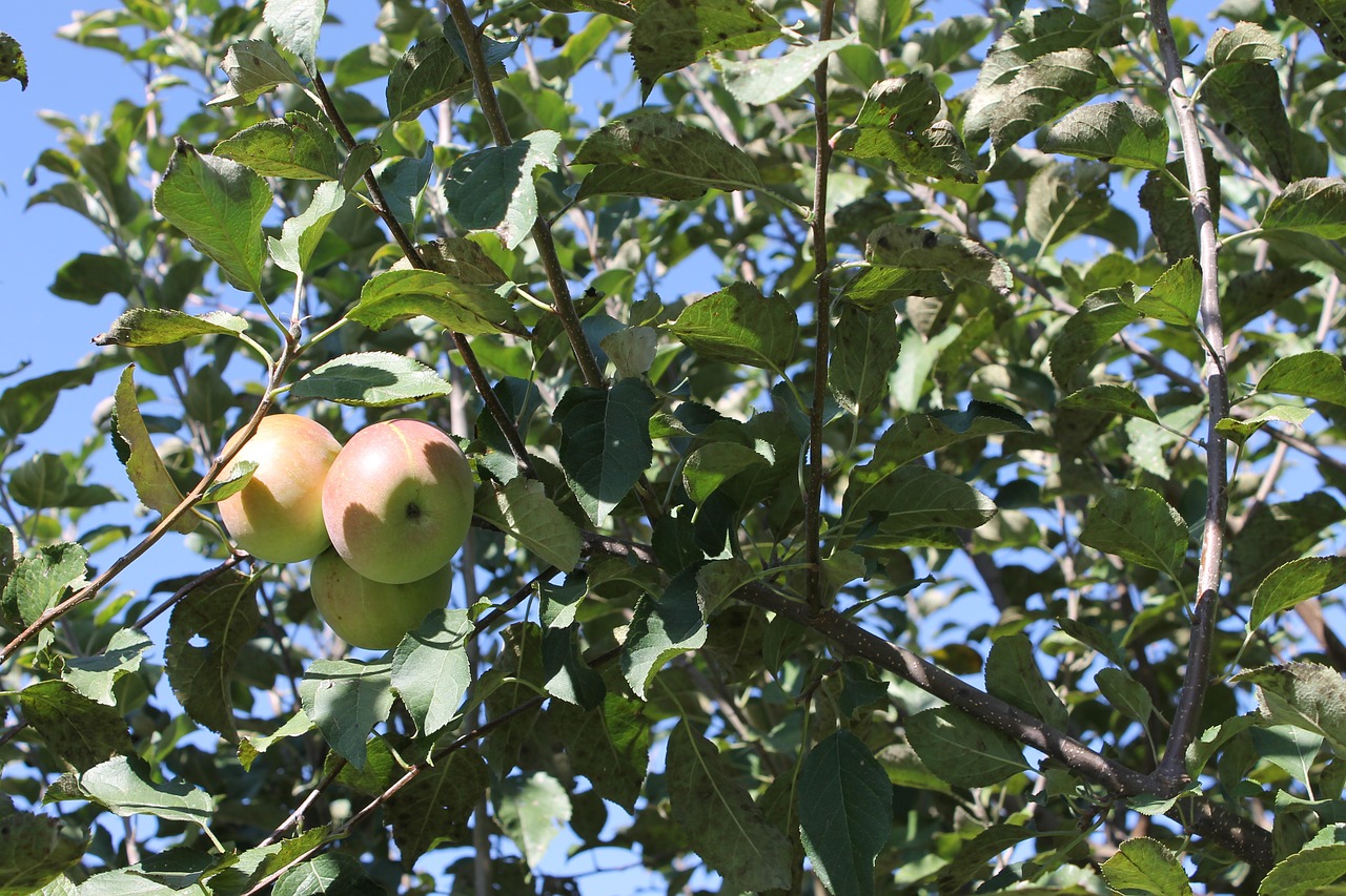 apple apple tree tree free photo