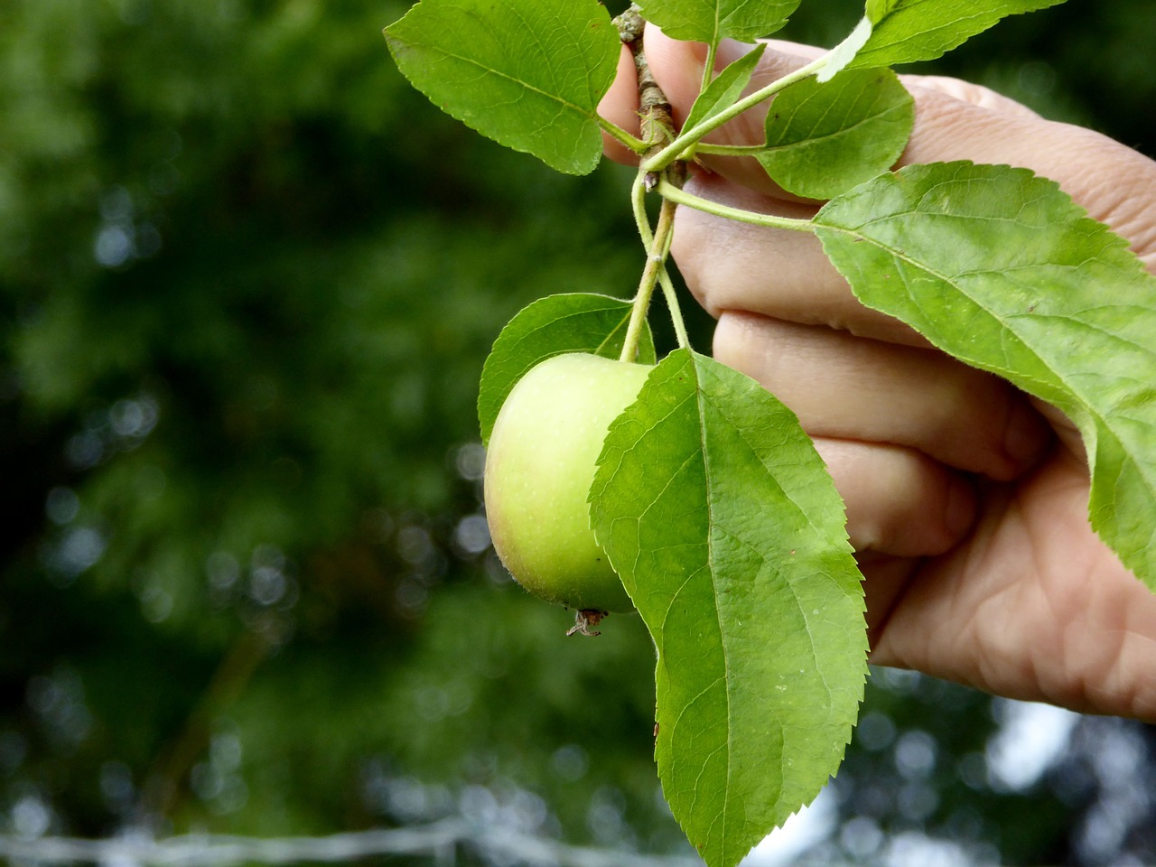 apple hand leaves free photo