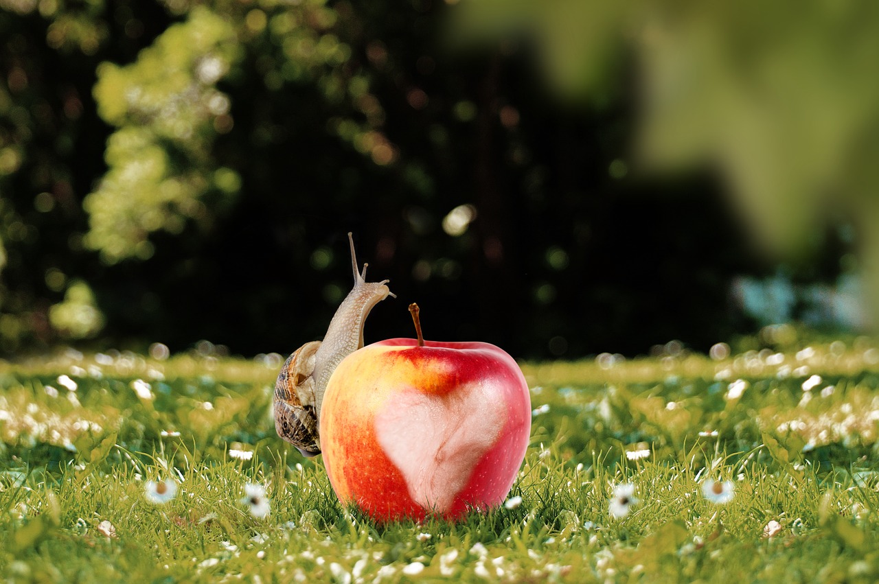 apple snail nature free photo