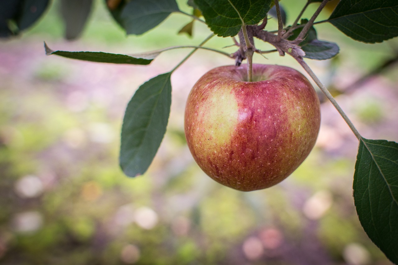 apple tree fall free photo