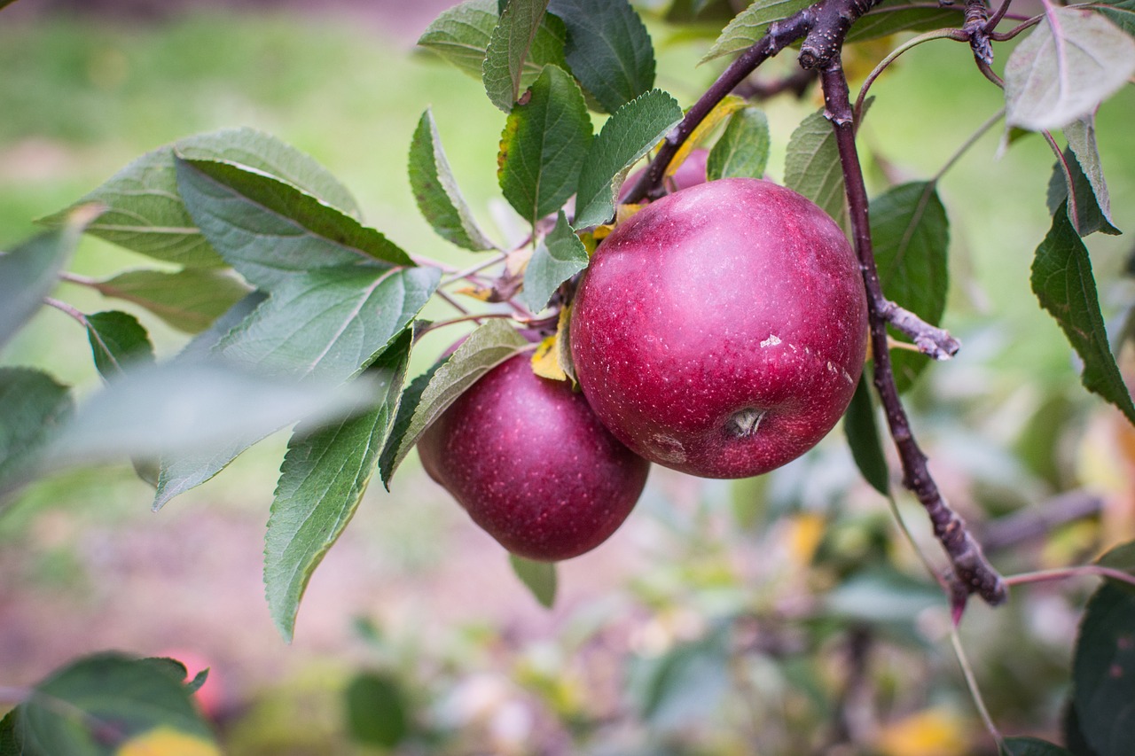 apple tree fall free photo