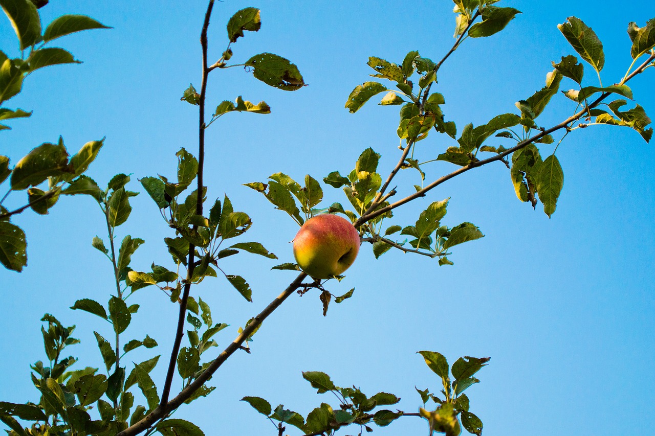 apple tree sky free photo