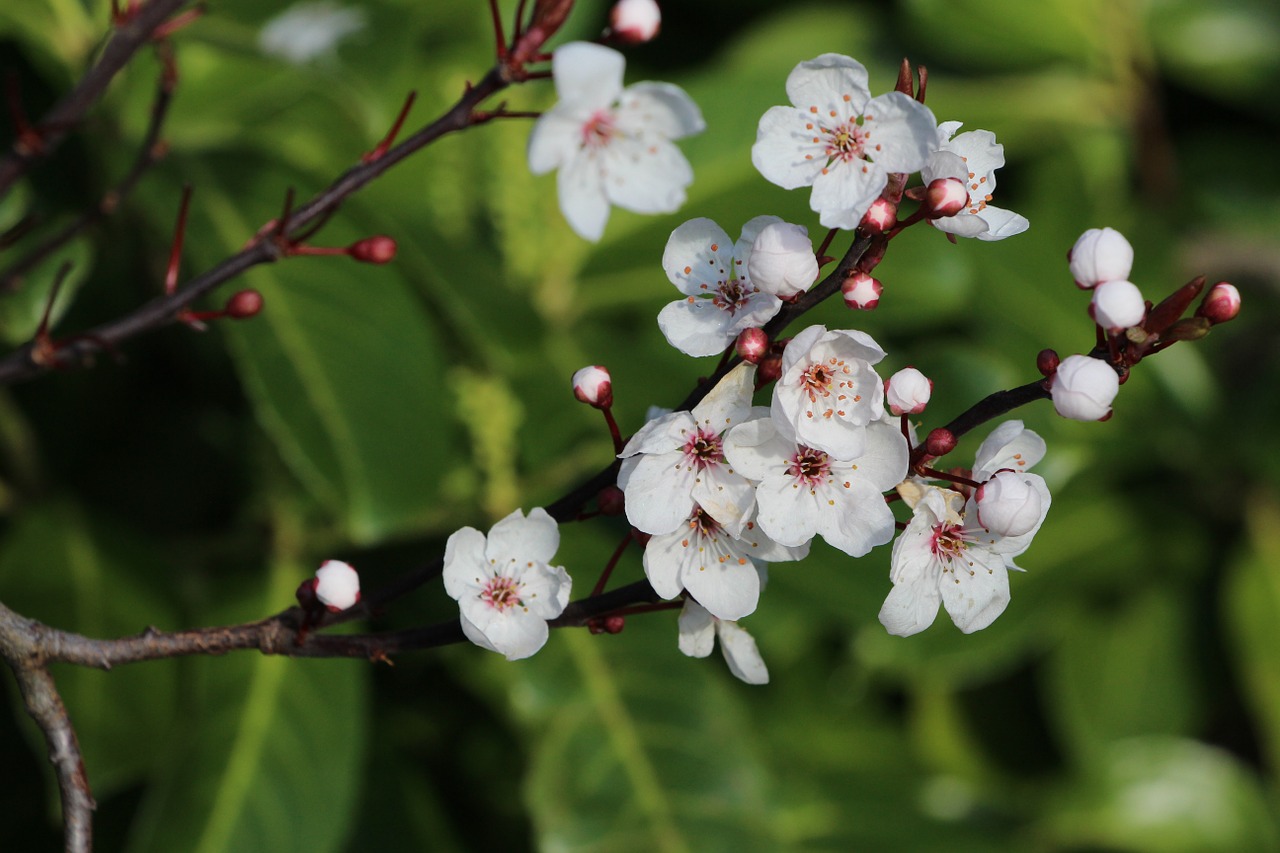 apple flower spring free photo