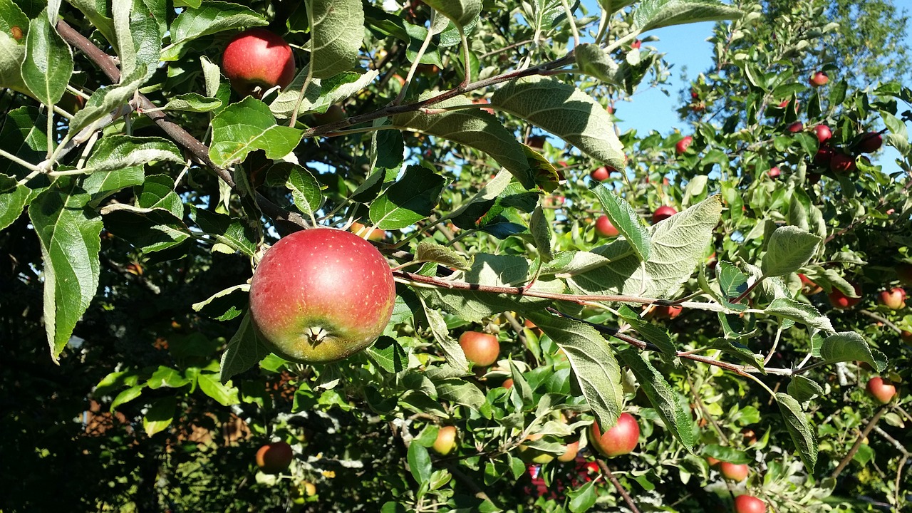 apple leaf fruit free photo