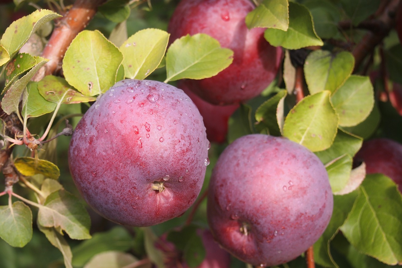 apple orchard vermont food free photo