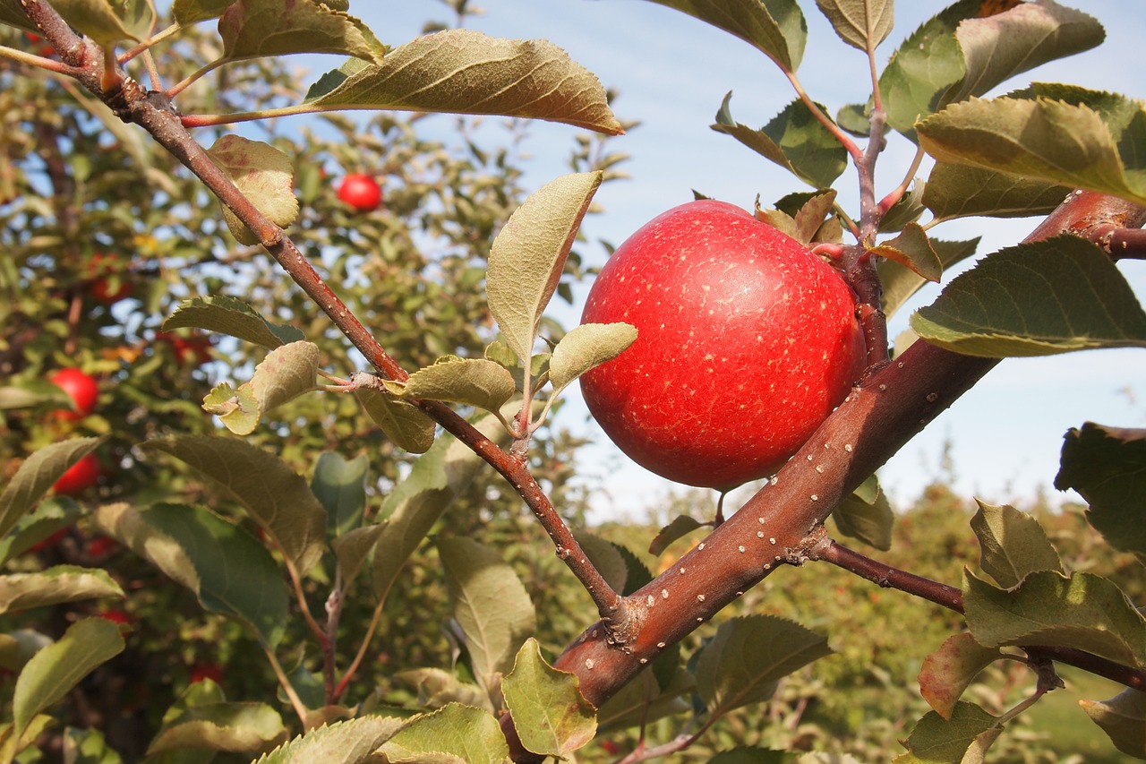 apple orchard vermont food free photo