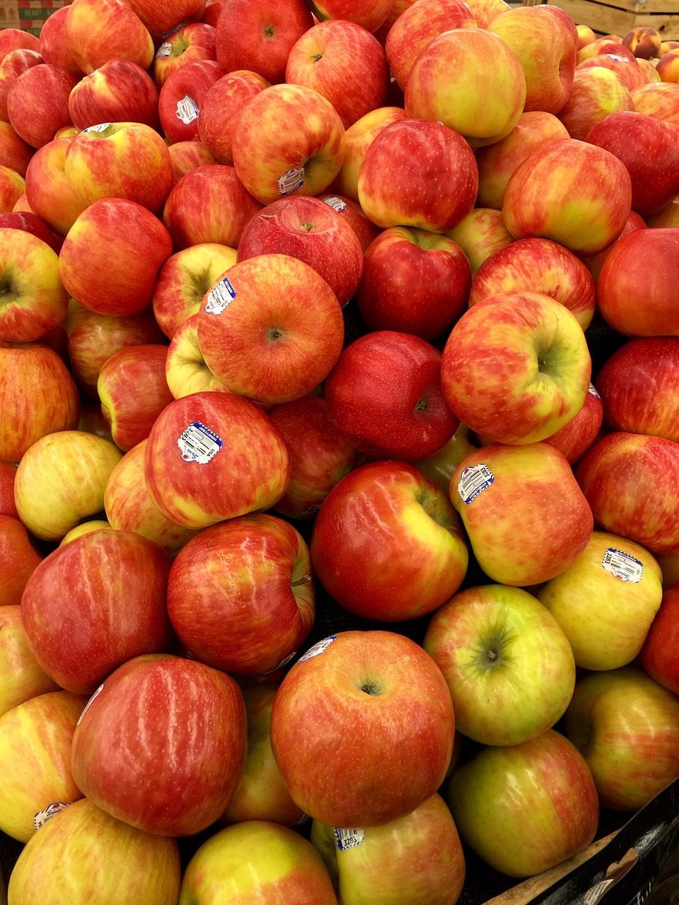 apple fruit healthy free photo