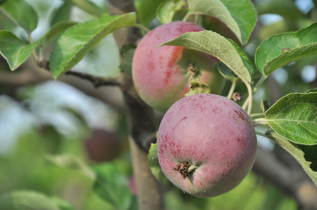 apple garden tree free photo