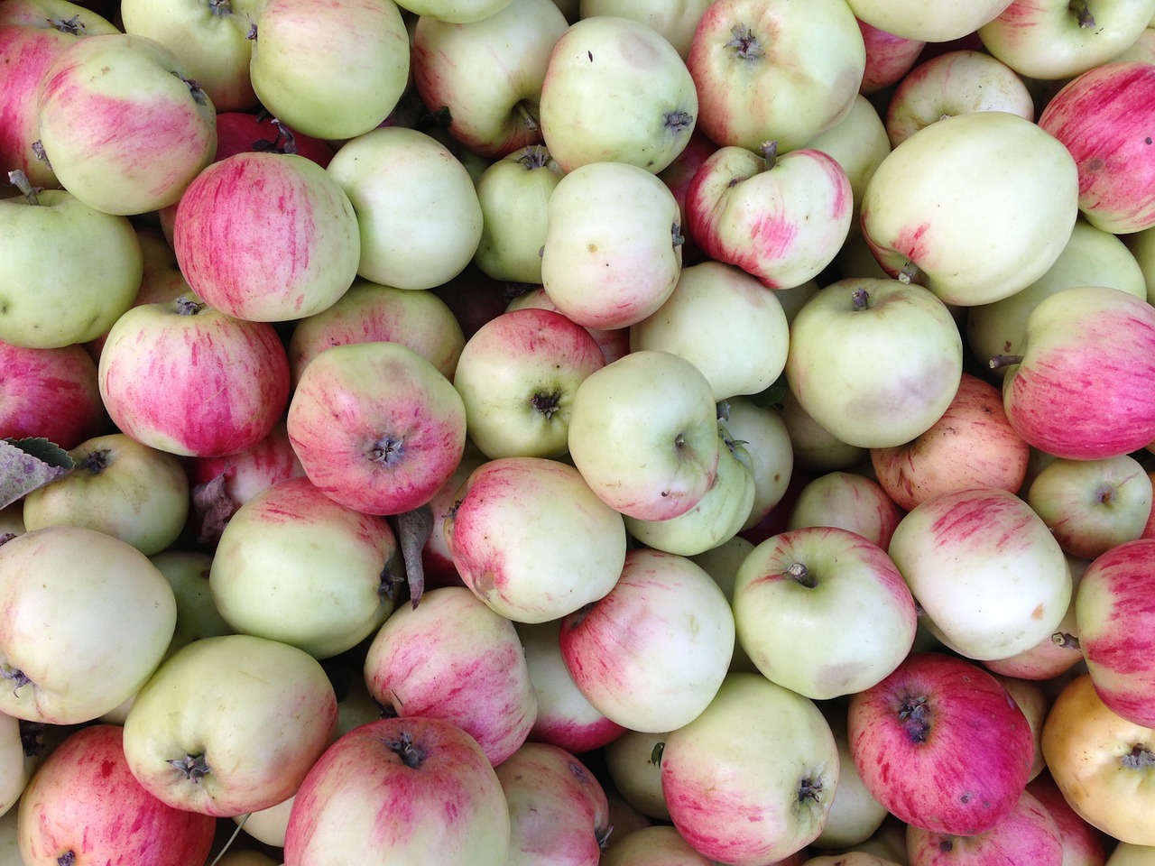 apples organic farm free photo