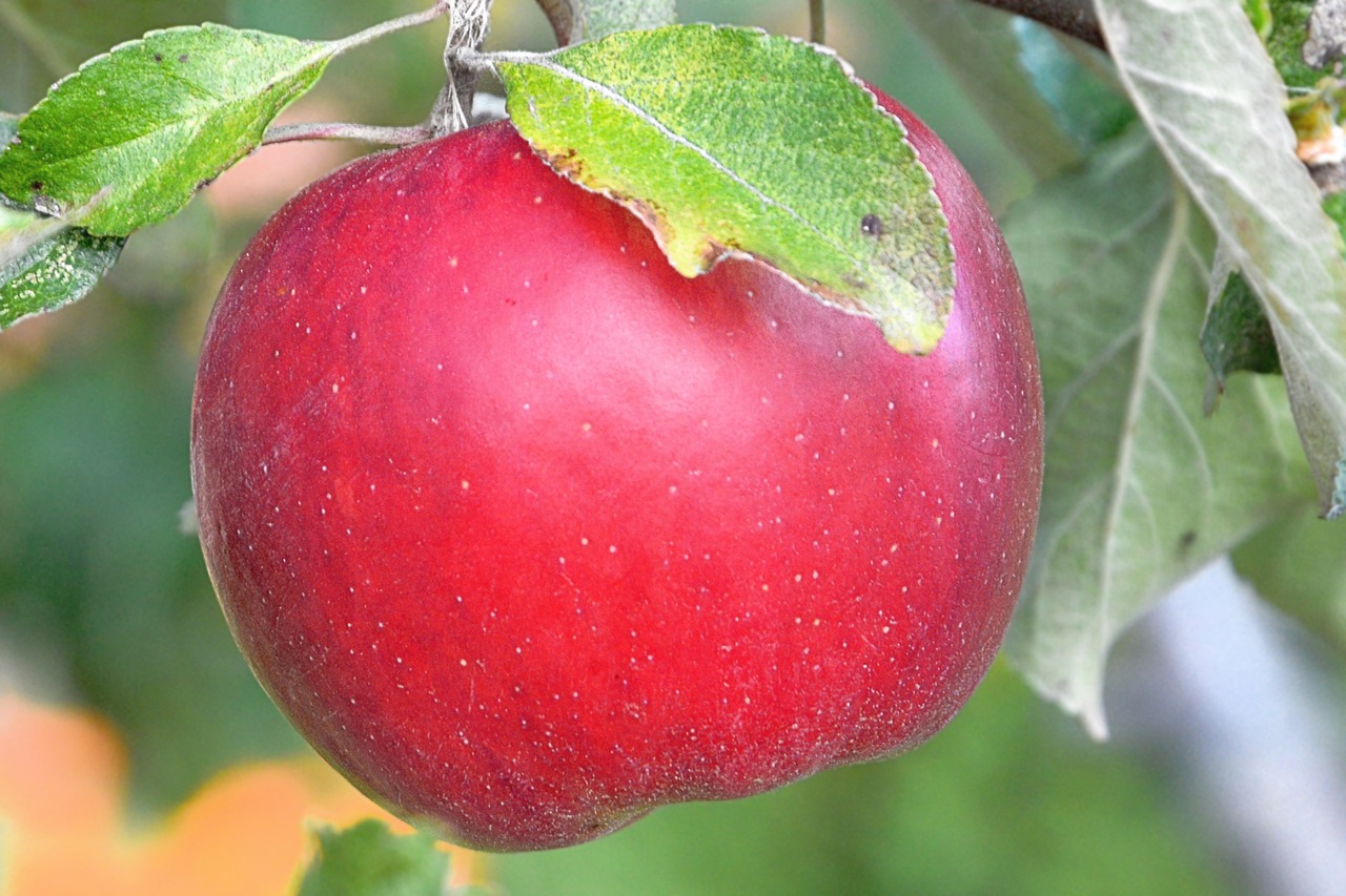 apple leaves tree free photo