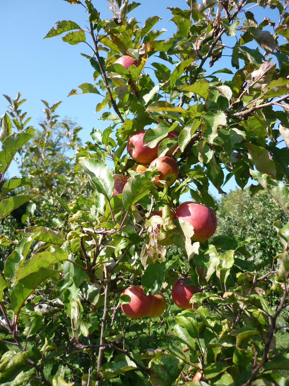 apple orchard juice free photo