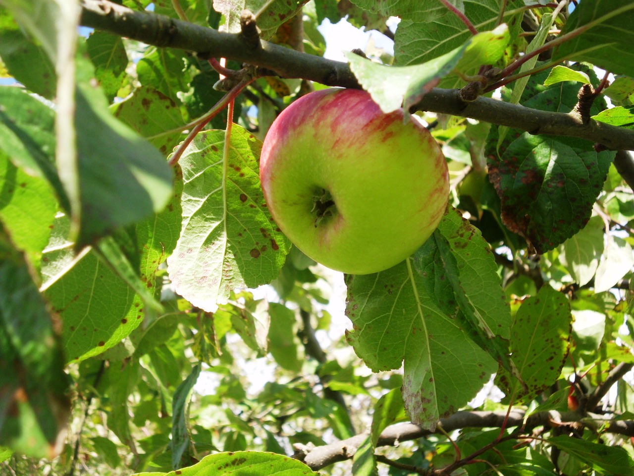 apple fruit healthy free photo