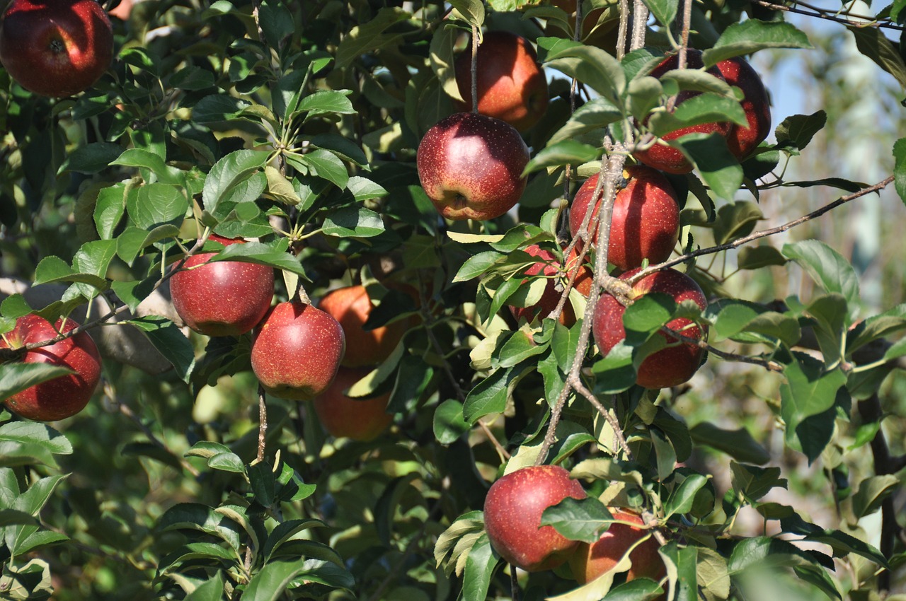 apple fruit of the apple the red apple free photo