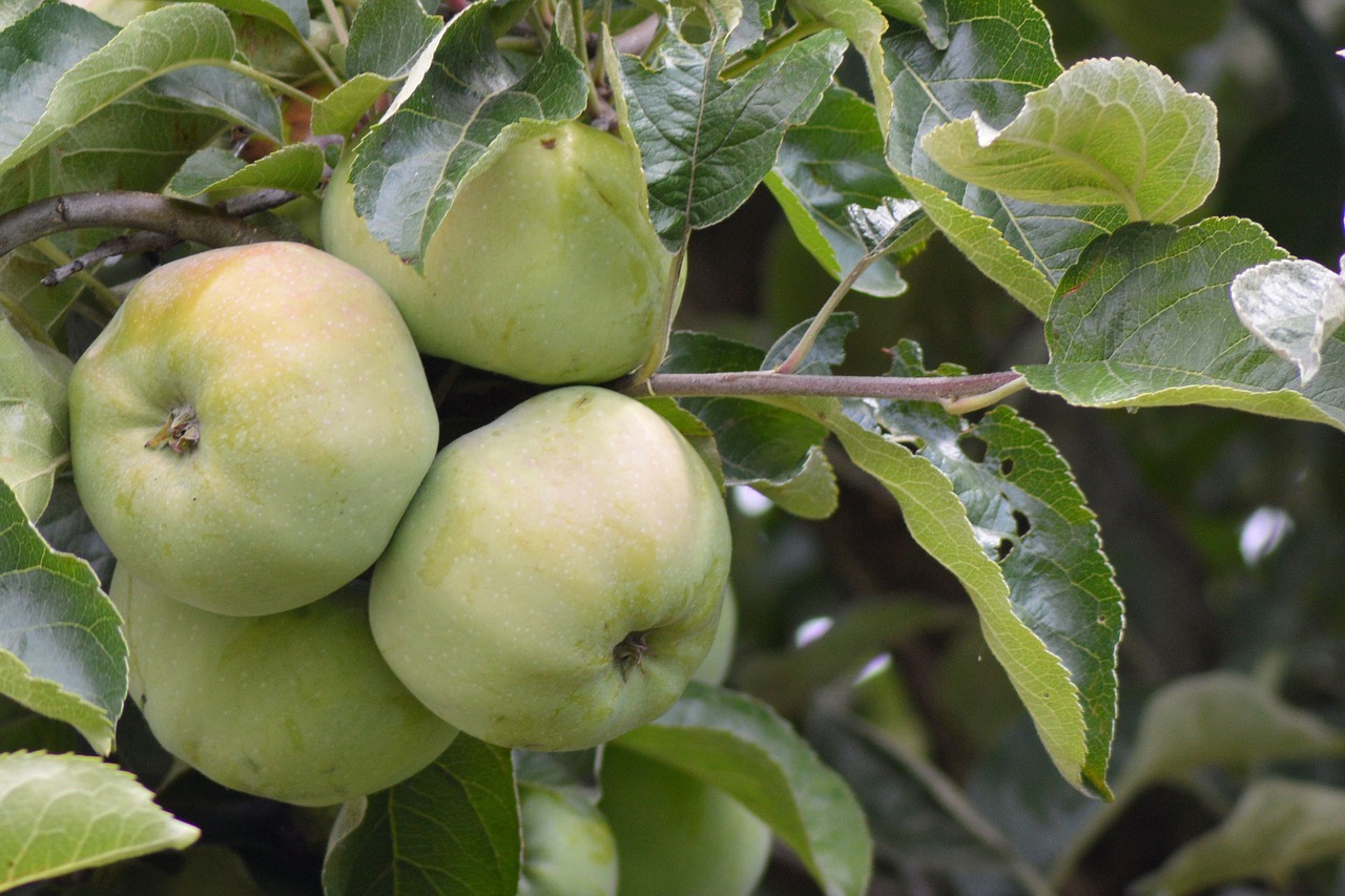 apple apple tree fruit free photo