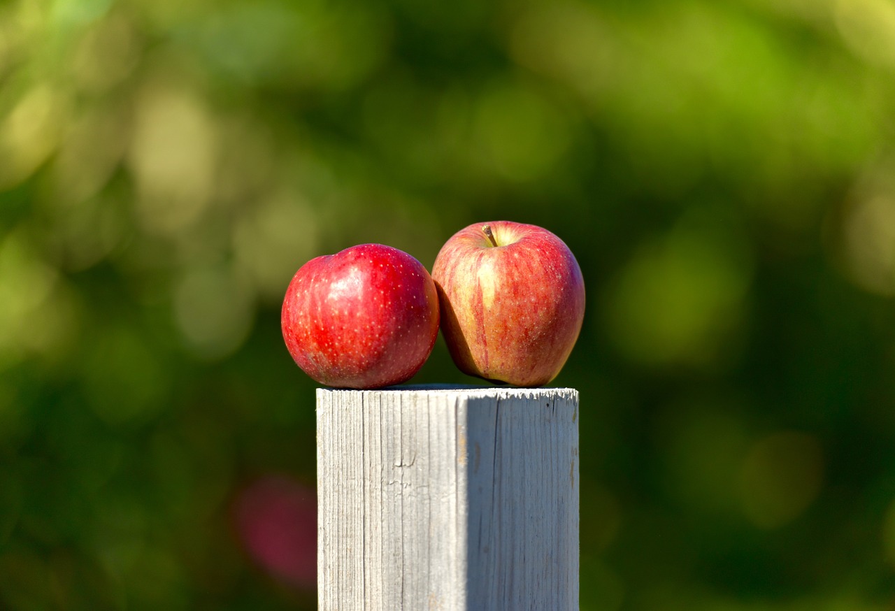 apple outside orchard free photo