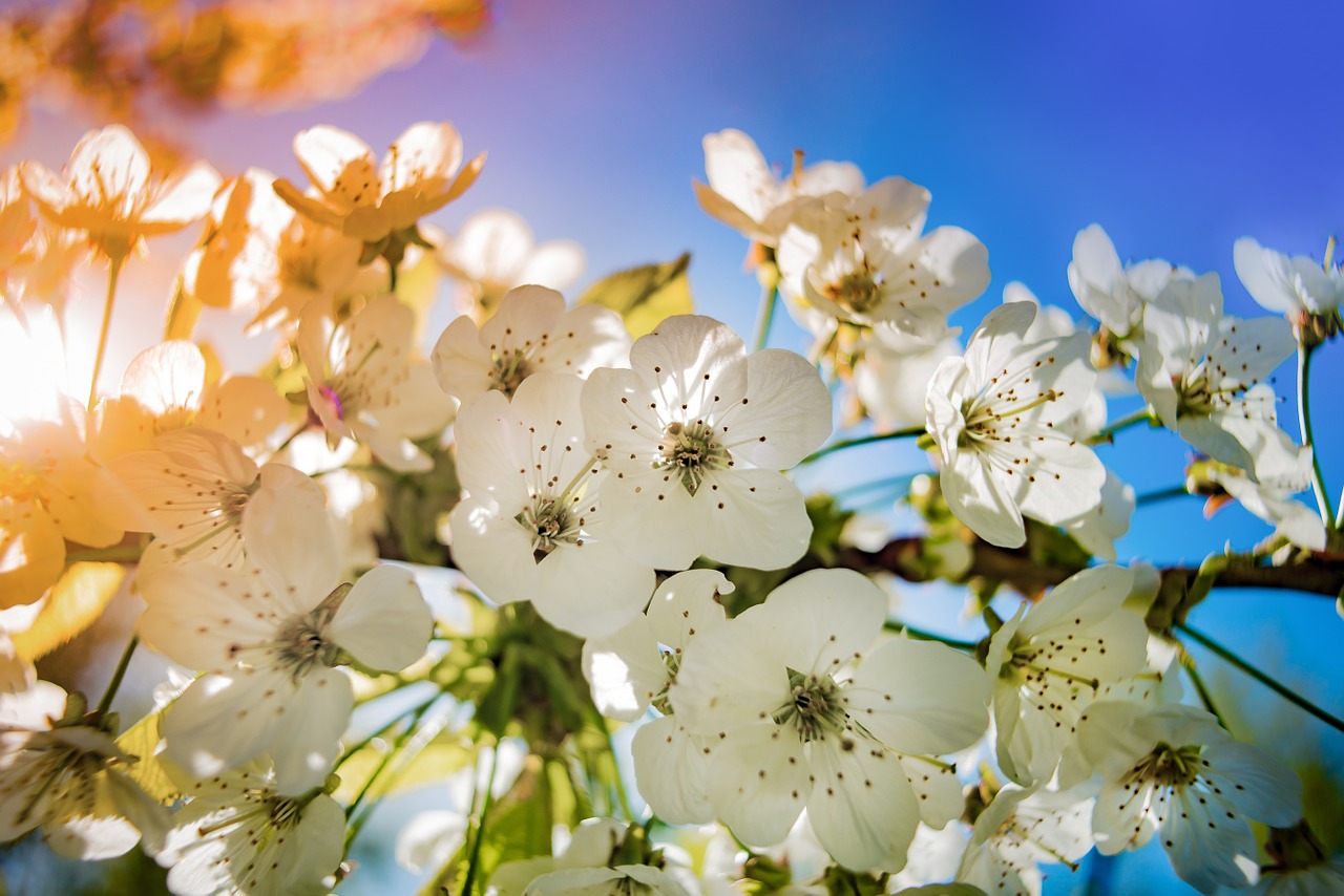 apple blossom colorful free photo