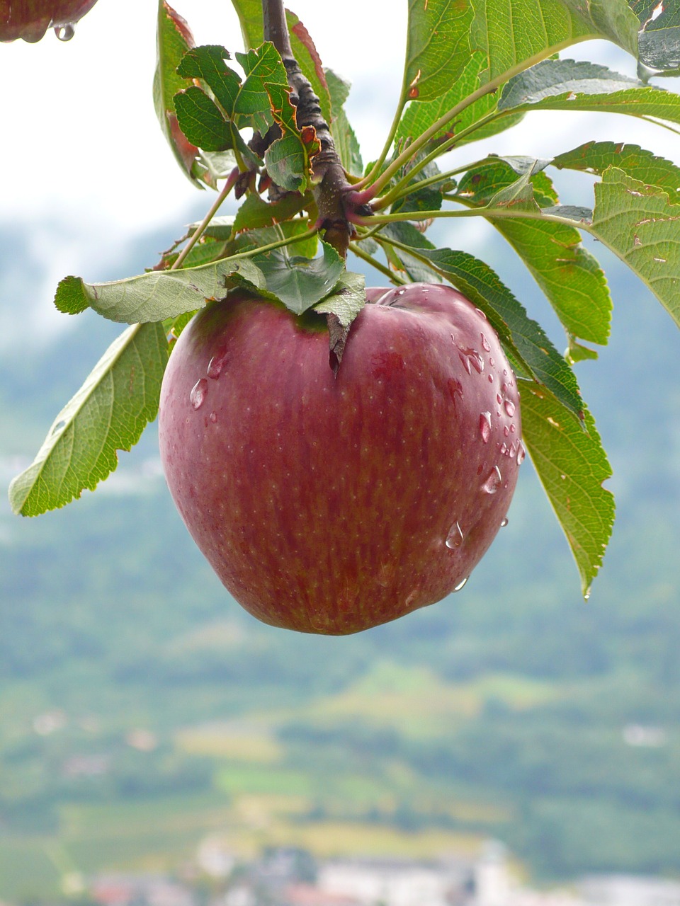 apple fruit healthy free photo