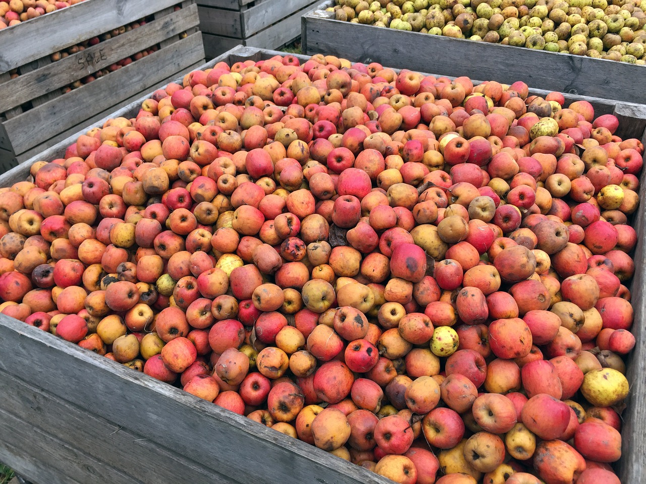 apple red apples harvest free photo