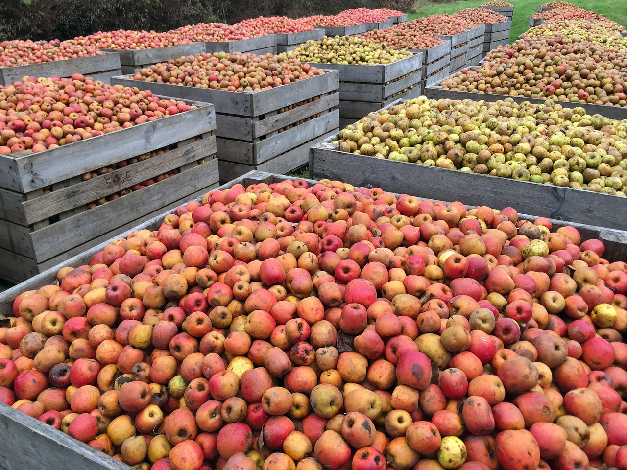 apple red apples harvest free photo