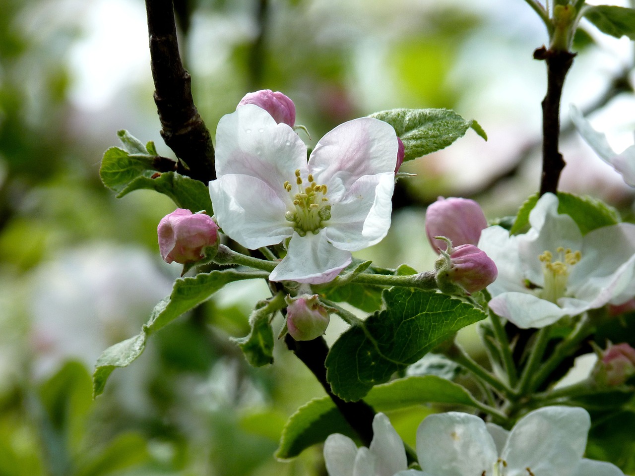 apple blossom bloom free photo