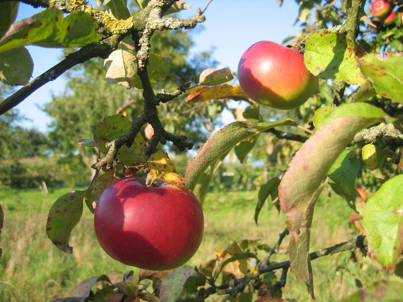 apple tree meadow free photo