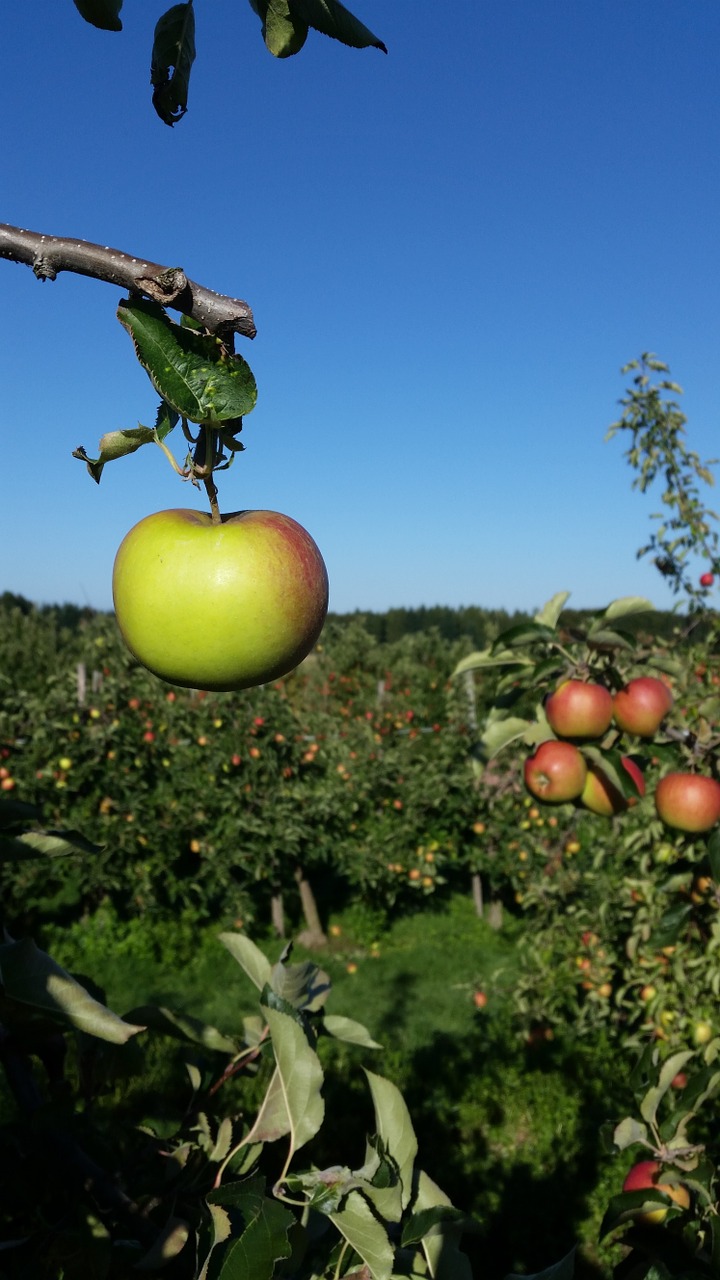 apple orchard fruit free photo