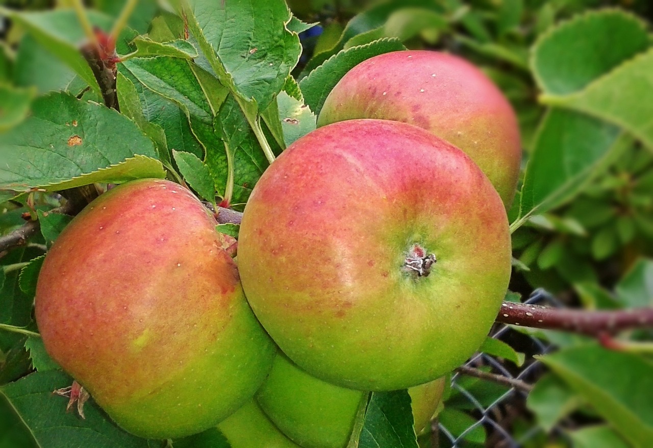 apple fruit food free photo