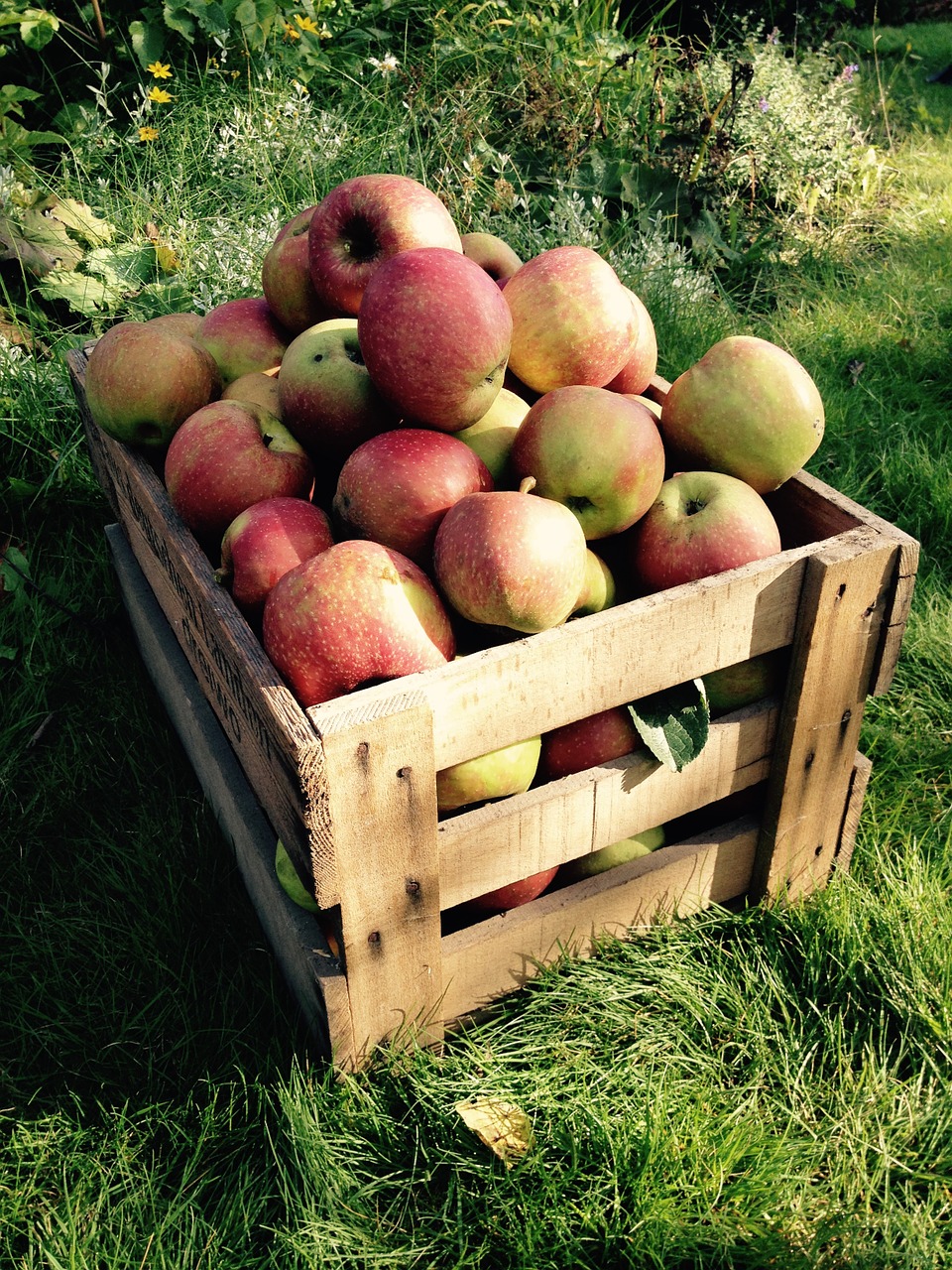 apple harvest box free photo