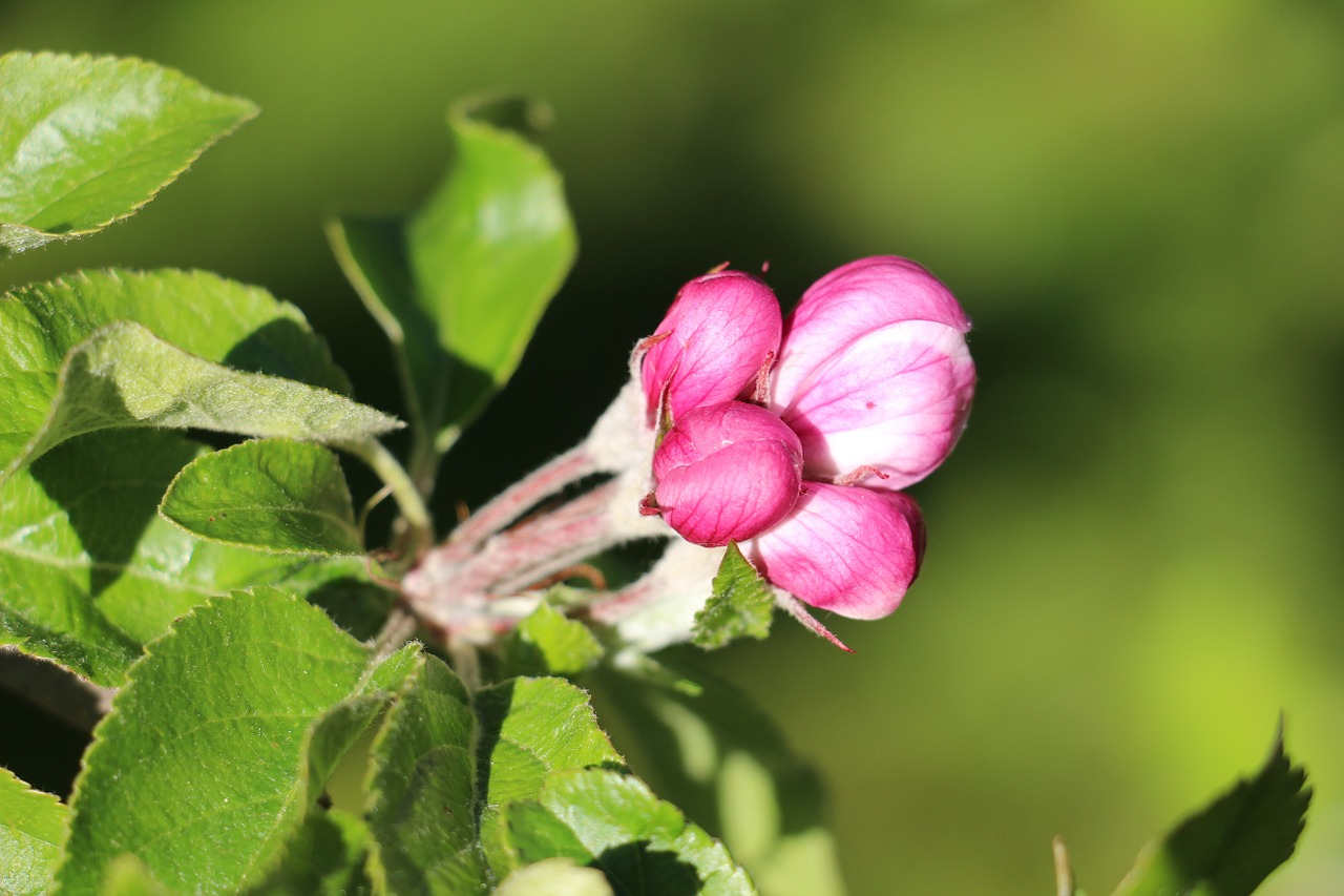 apple blossom bloom free photo