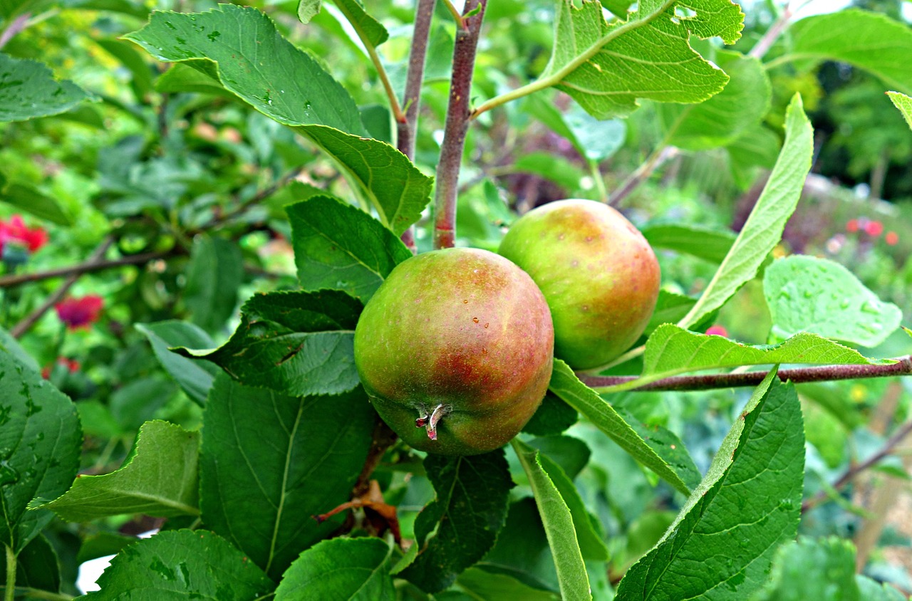 apple apple tree fruit free photo