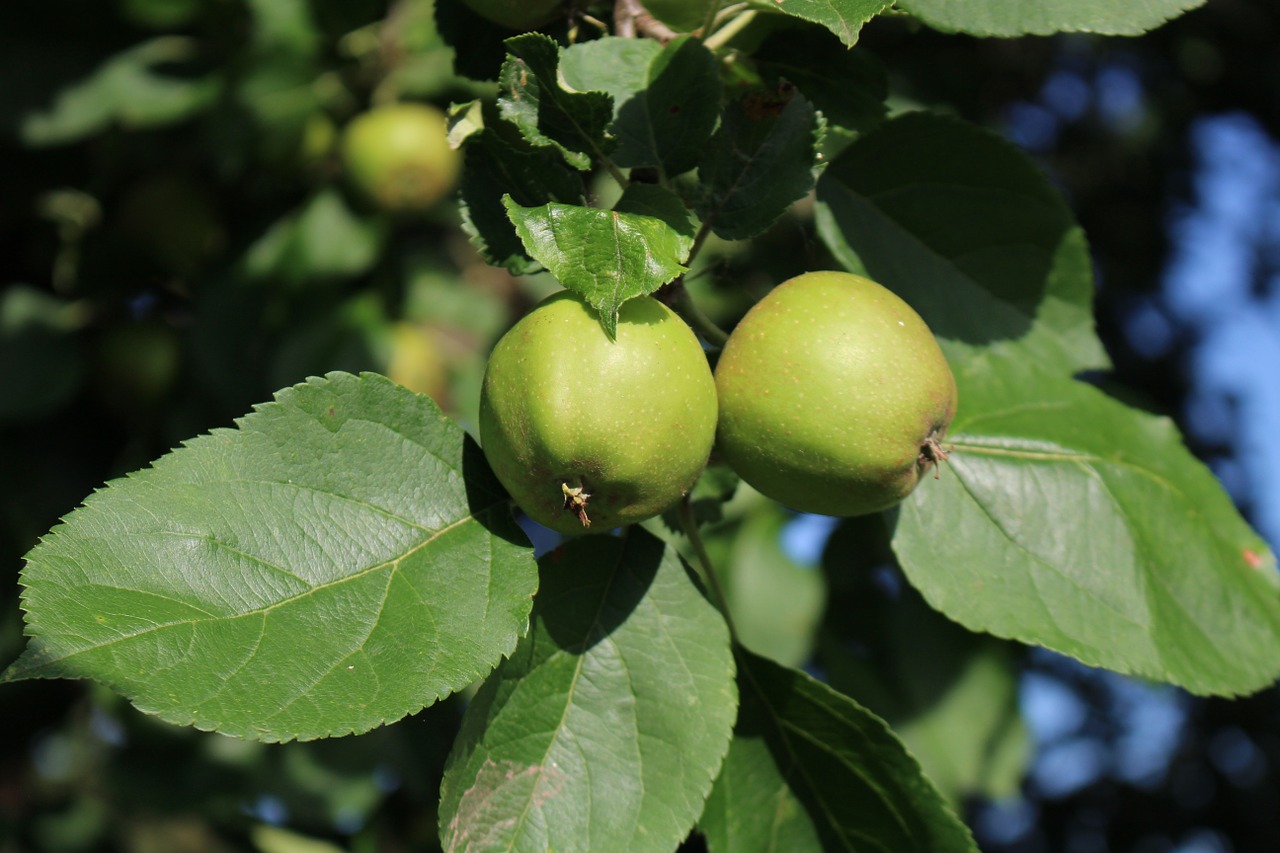 apple immature tree free photo