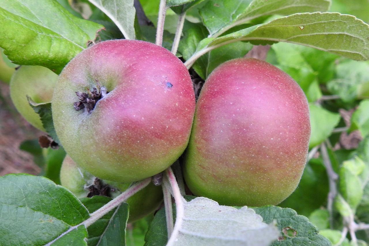 apple apple tree fruit free photo