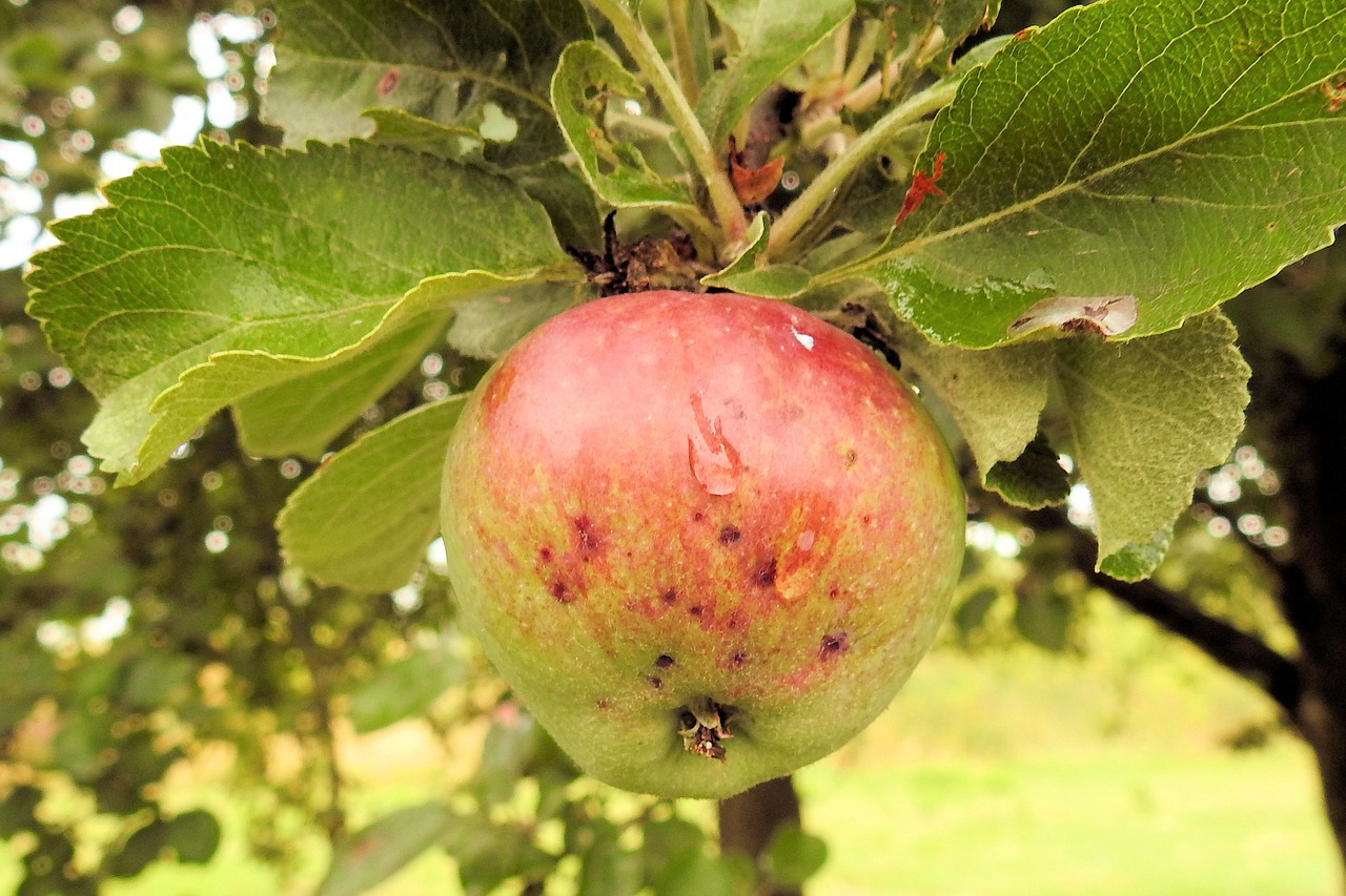 apple apple tree fruit free photo