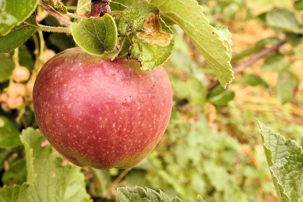 apple apple tree fruit free photo